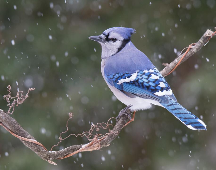 Beautiful Blue Jay Shutterbug